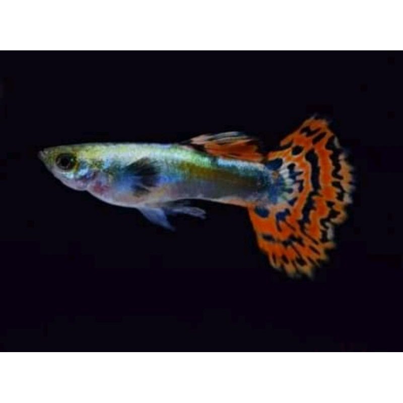 Ikan Guppy cobra hias