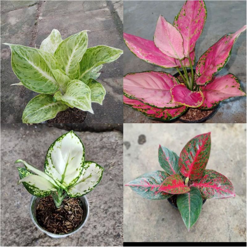 aglonema 4 jenis aglonema