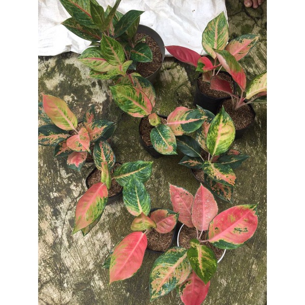 aglonema kochin pelangi