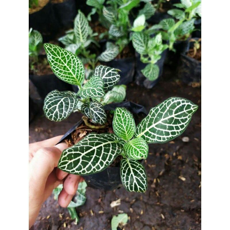 tanaman hias pitonia