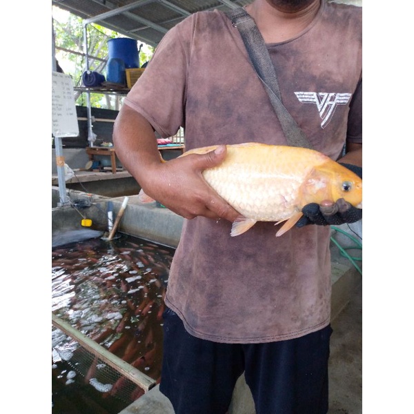 

Ikan Mas hidup Mantap
