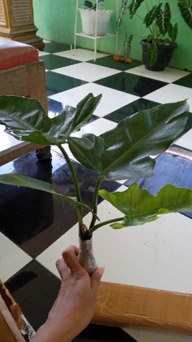 Tanaman Hias Philodendron Golden Dragon