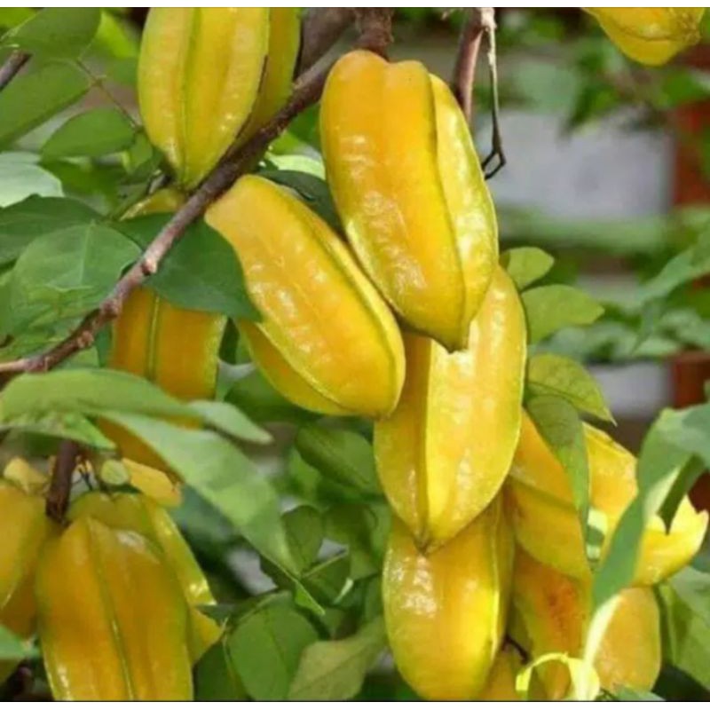 bibit belimbing madu