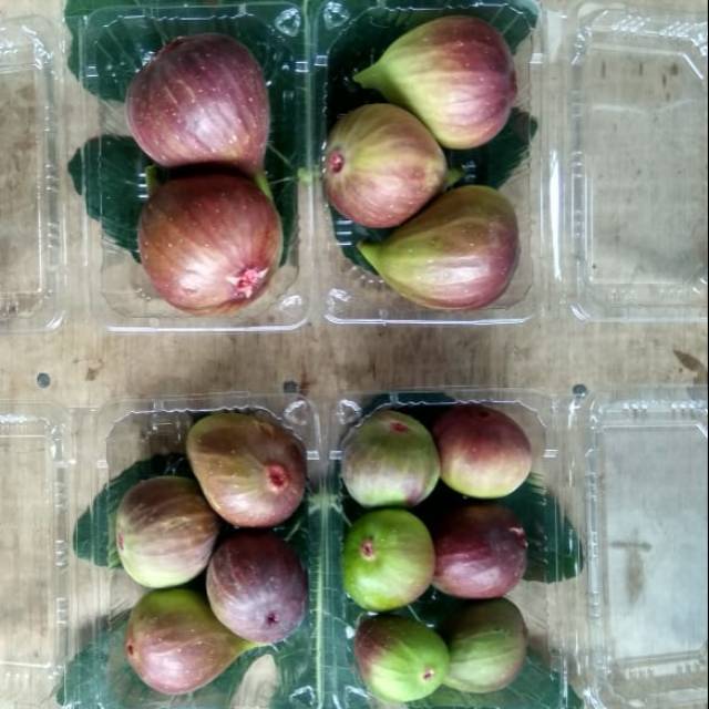 

Buah TIN Fresh Organik termurah 200grm