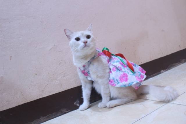 Dress kucing motif bunga-bunga pink lucu untuk kucing dan anjing / baju kucing murah size S-XL