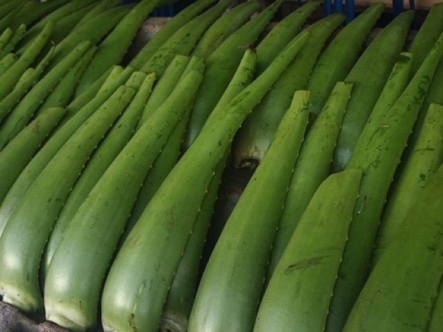 Pelepah lidah buaya / Daun Lidah buaya