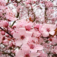 Benih Bibit Biji - Bunga Sakura (Japanese Cherry Blossoms) Flower Seeds - IMPORT JAPAN