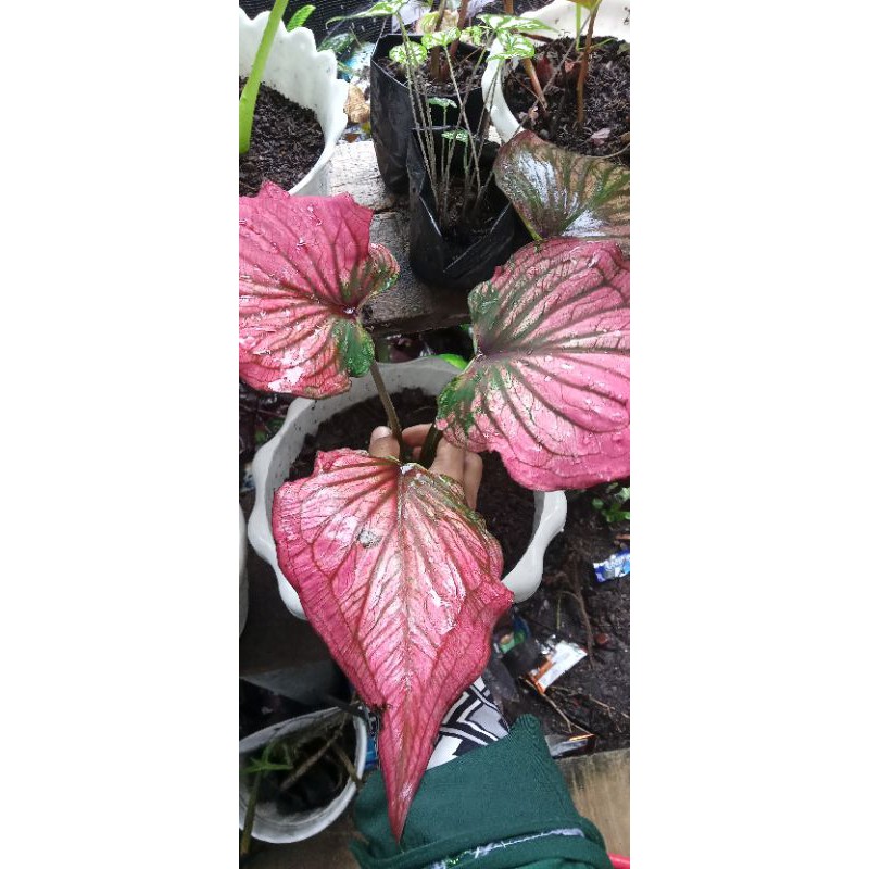 infinity caladium