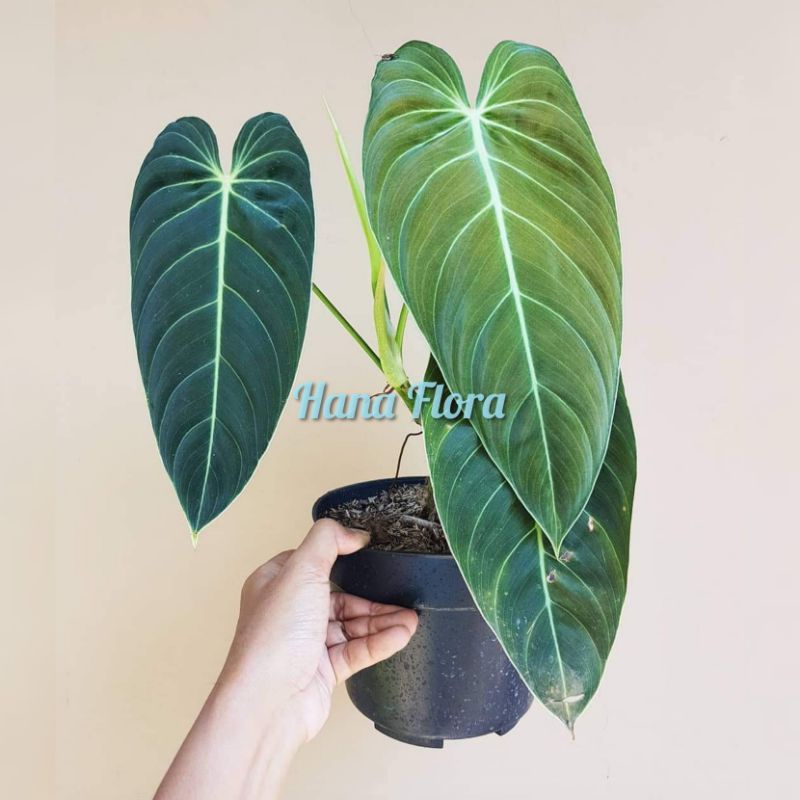 tanaman hias philodendron melanochrysum - philodendron melano - Philo melano