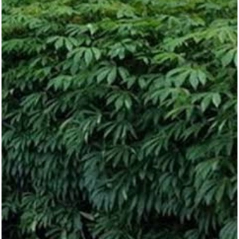 

daun sinkong/ sayur daun singkong