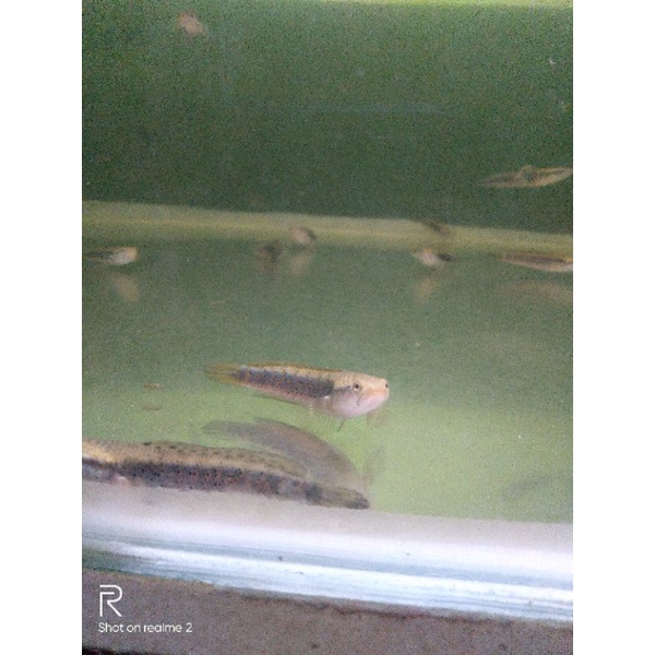 baby Channa blue phulcra