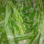 

Kangkung