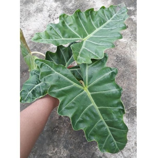 tanaman hias alocasia sanderiana / keladi sandrina