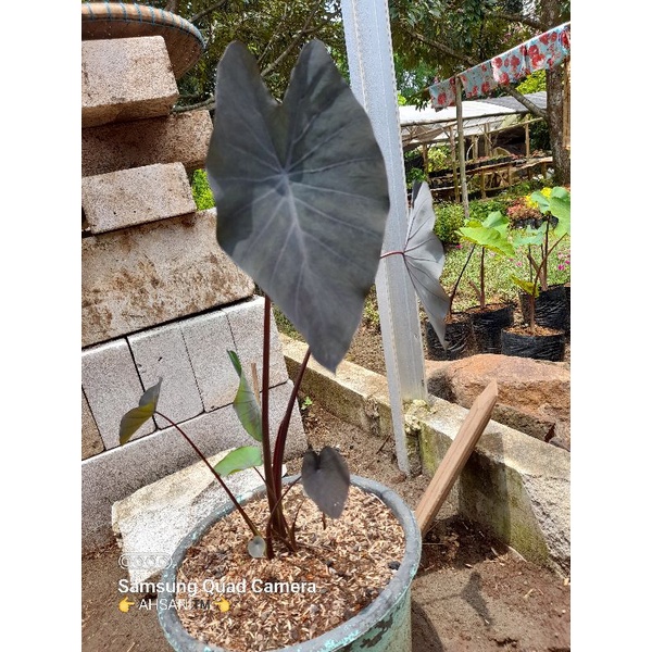 Colocasia Black Magic