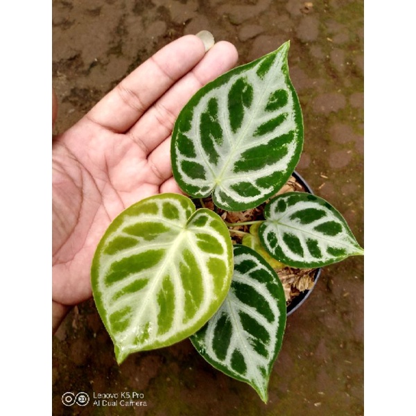 Anthurium Dorayaki x Anthurium Silver Blush
