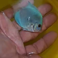 ikan discus blue diamond