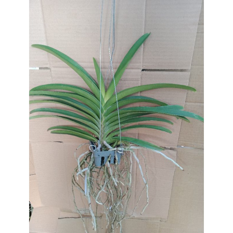 Vanda Gantung Jumbo