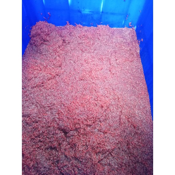 cacing darah hidup 1kilo