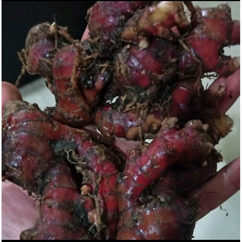 

Jahe Merah herbal 250gram