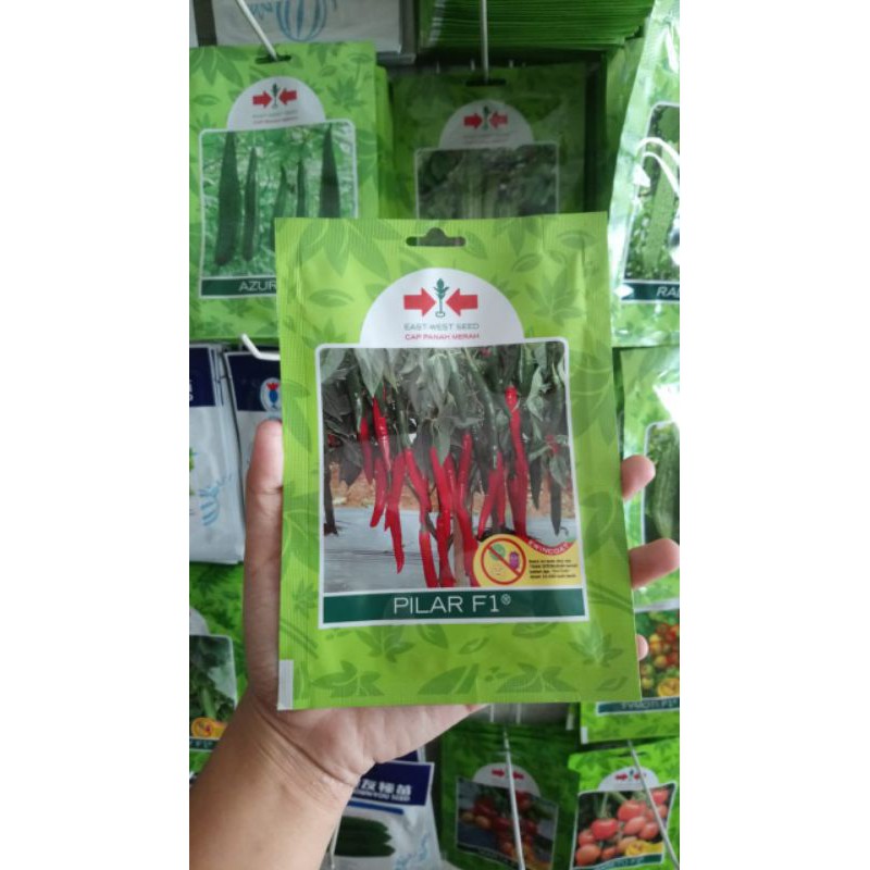 Benih Cabe Merah Besar PILAR F1 125bj