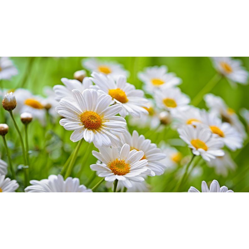 5 Biji Benih Bibit Bunga Langka Petunia Colorful Termurah Mudah Hidup Warna Menarik Mudah Hidup-Chamomile German