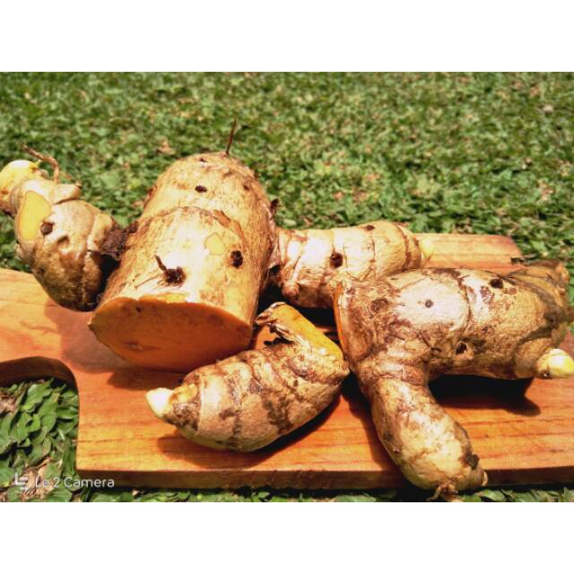

Temulawak segar 1/2 kg herbal jamu organik