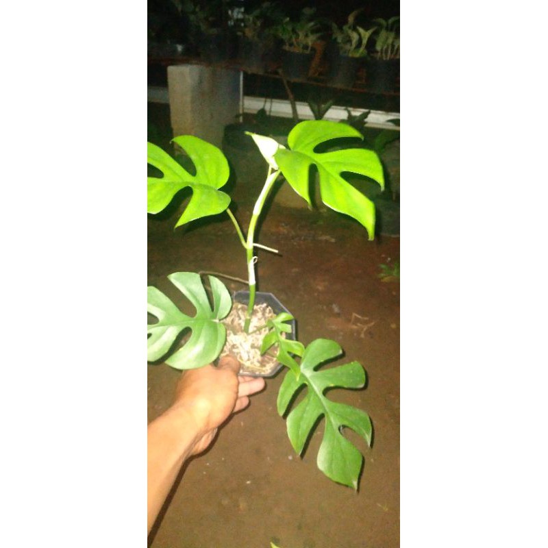 tanaman hias monstera minima