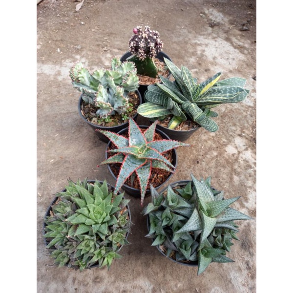 paket mix haworthia aloe gasteria eufhorbhia