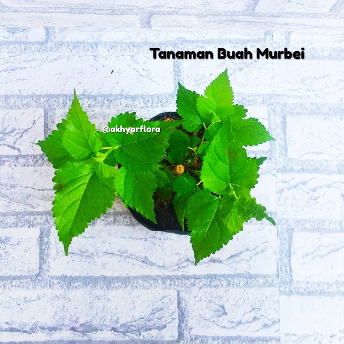NEW TANAMAN BUAH MURBEI BIBIT BUAH MURBEI "