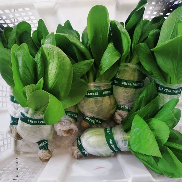 

Sayuran Pakcoy Segar