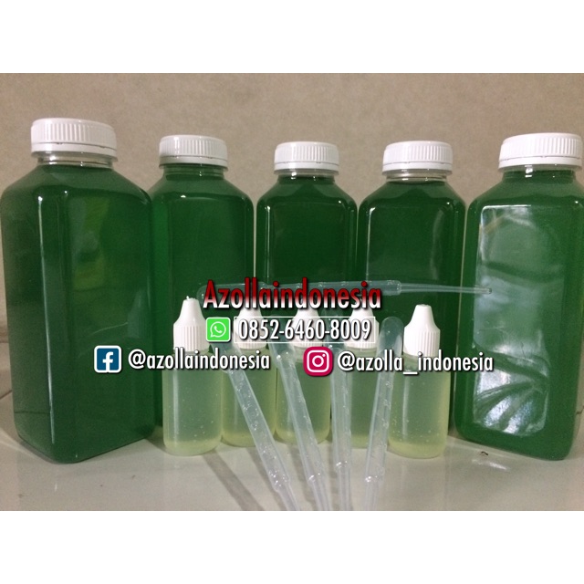 Bibit Chlorella vulgaris (air laut)