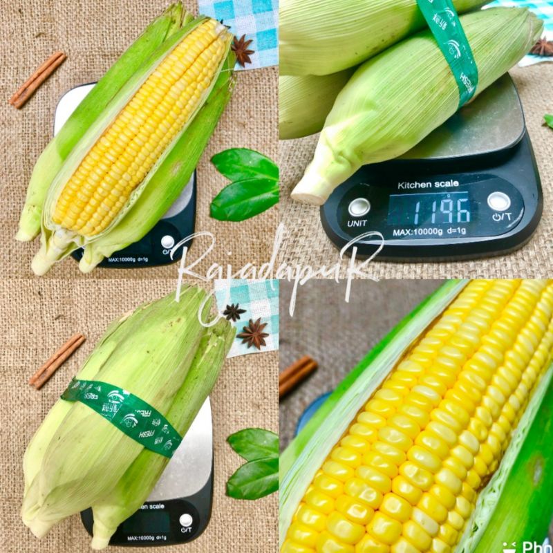 

Jagung Manis 1kg isi 2-3pcs