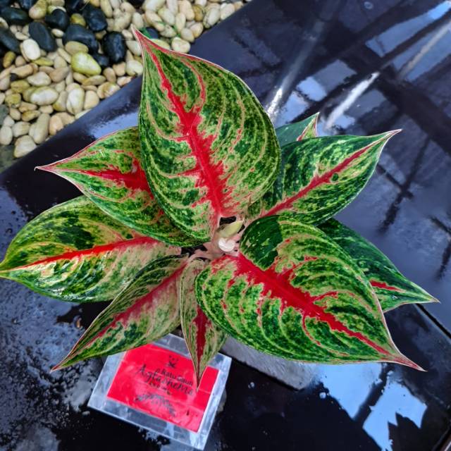 Tanaman Hias Aglaonema/Aglonema RED NDOT