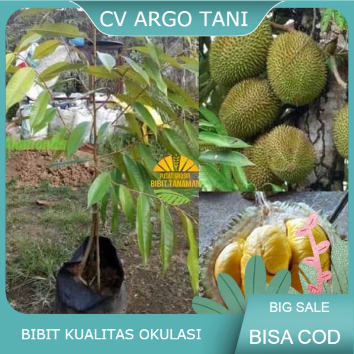 bibit durian musangking kaki 3