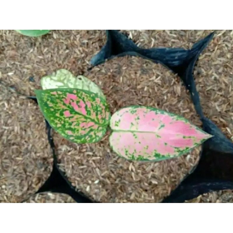 Bibit Daun 2 Tanaman Hias Aglonema Ladi Valentine-pohon aglonema Tanaman Hidup-,Bunga Hidup Murah Bu