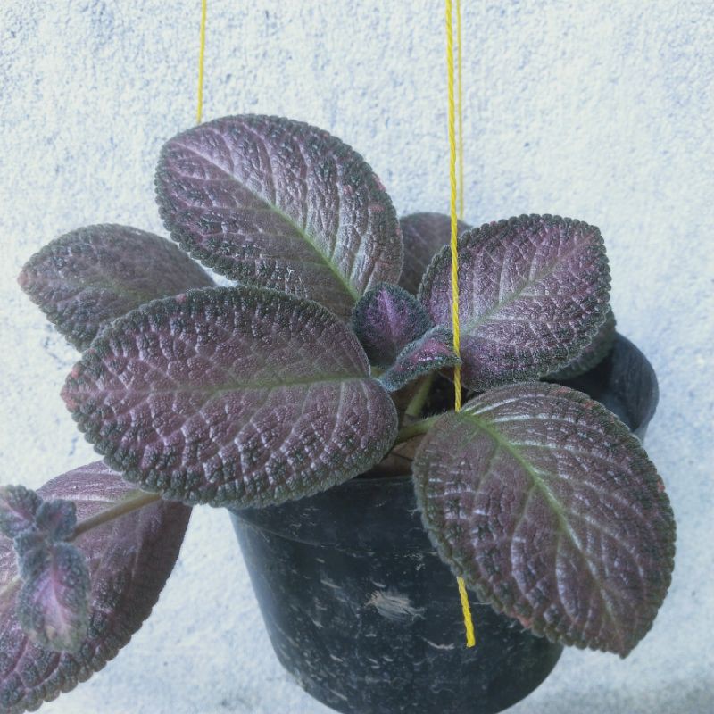 epicia merah keunguan gratis epicia hijau