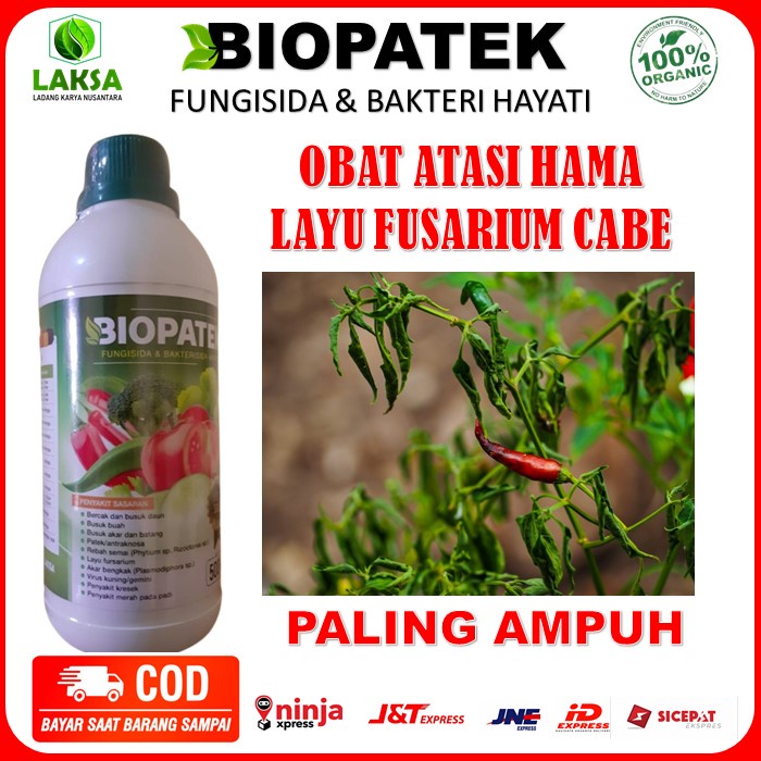 Biopatek obat cabe layu Fusarium - Obat layu paling ampuh - obat hama patek cabe - jamur Fusarium - 