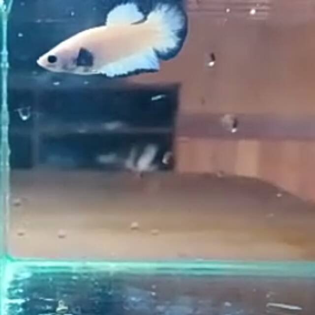 Bluerim blue rim butterfly