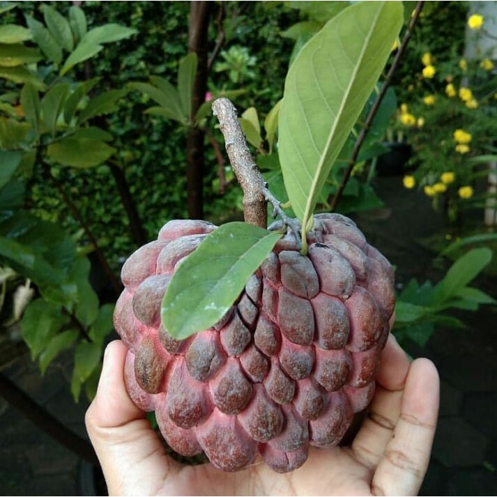 Bibit Srikaya Nanas/Biriba