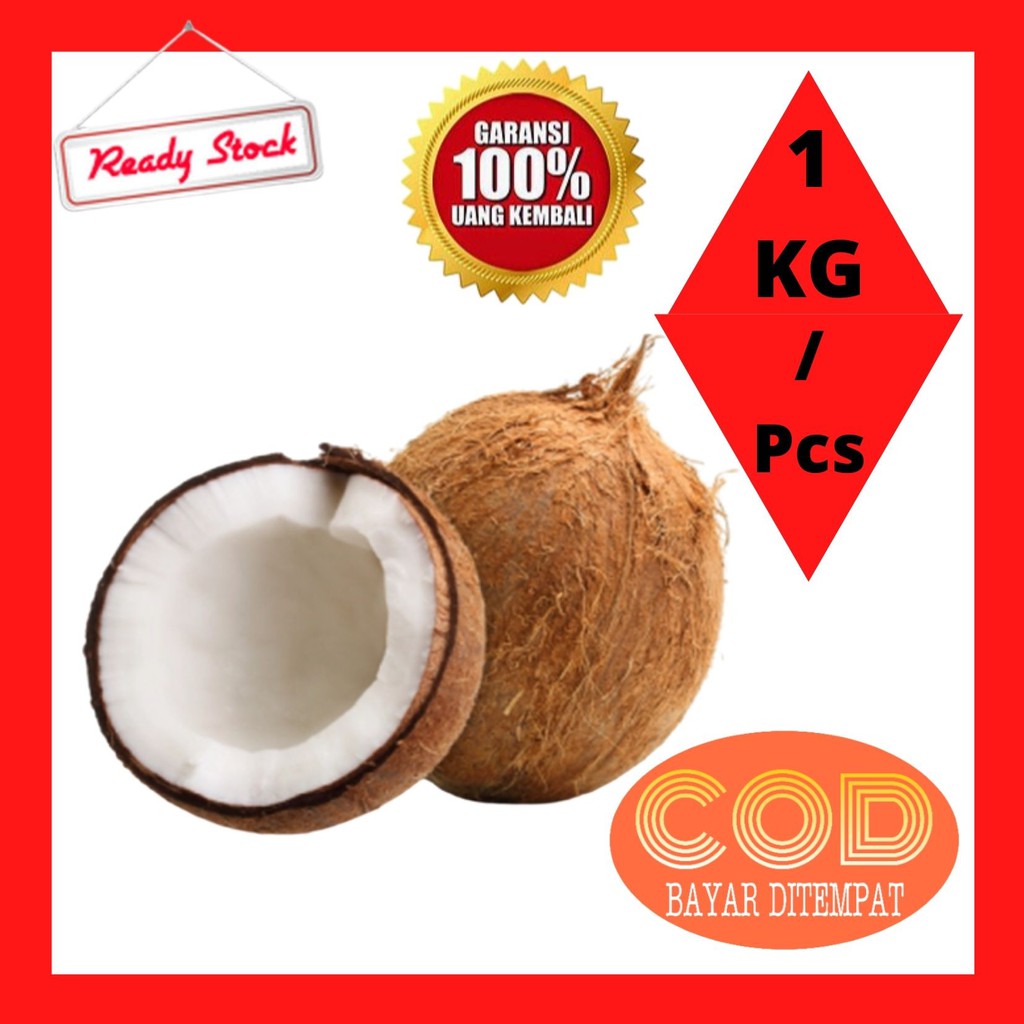 BUAH KELAPA TUA buah kelapa untuk santan kelapa untuk bahan masakan kelapa buah buah kelapa asli bua