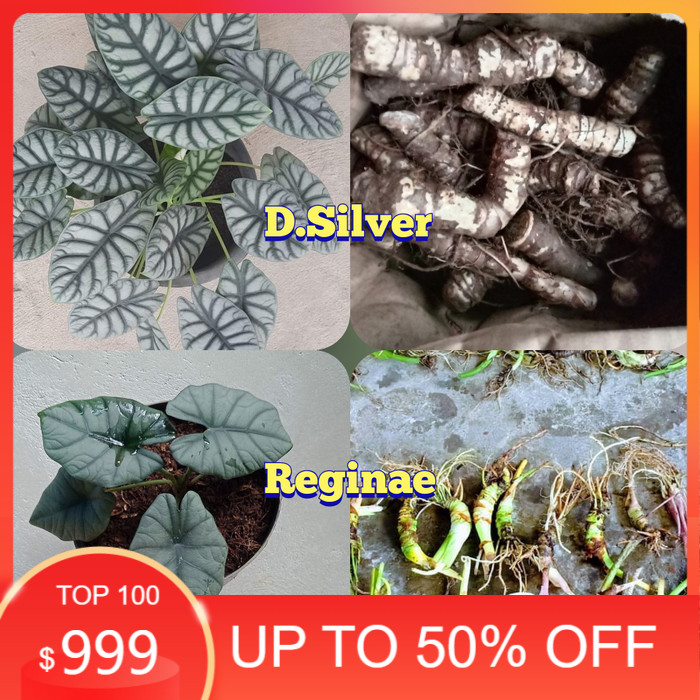 BISA COD Paket Bonggol Tanaman Alocasia Dragon Silver & Reginae - Tanaman Hias Bibit