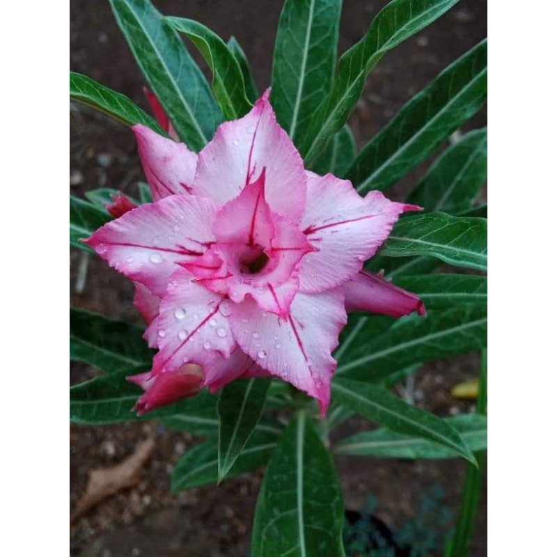 Adenium Grafting "Liberty"