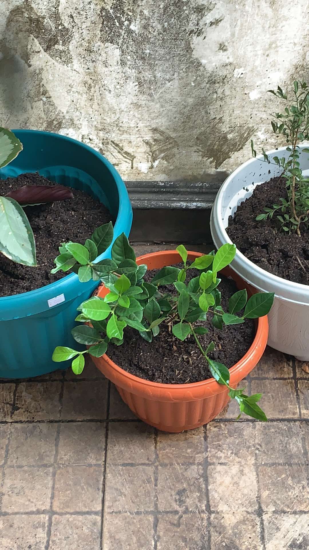 Tanaman Hias Melati Kaca Piring Harum / Melati Kaca Piring / Melati Kaca Piring