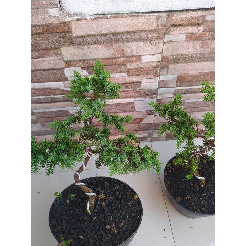 Promo bonsai cemara pua duri - bonsai mame cemara tanaman hias bonsai