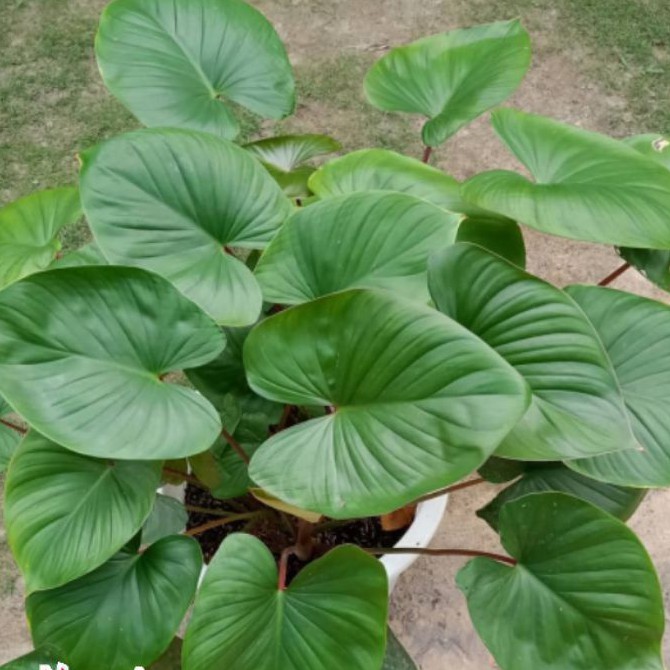 tanaman hias homalomena/homalomena
