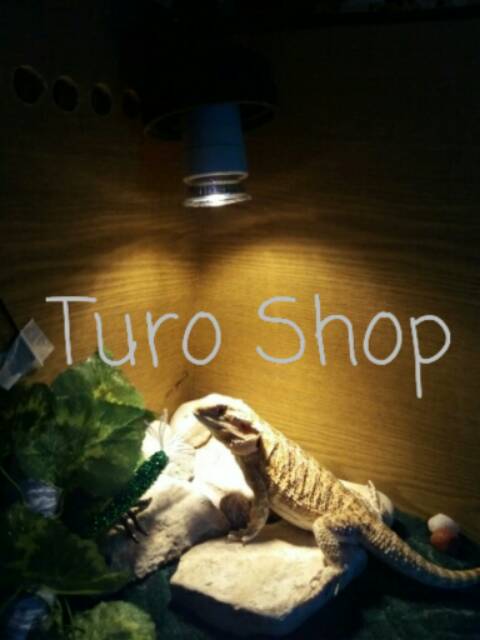 lampu uvb uva reptil jemur kura kura burung iguana tortoise kadal basking light 25 w 50 w