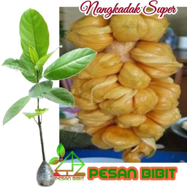 

PROMO BIBIT POHON NANGKADAK / NANGKA VS CEMPEDAK