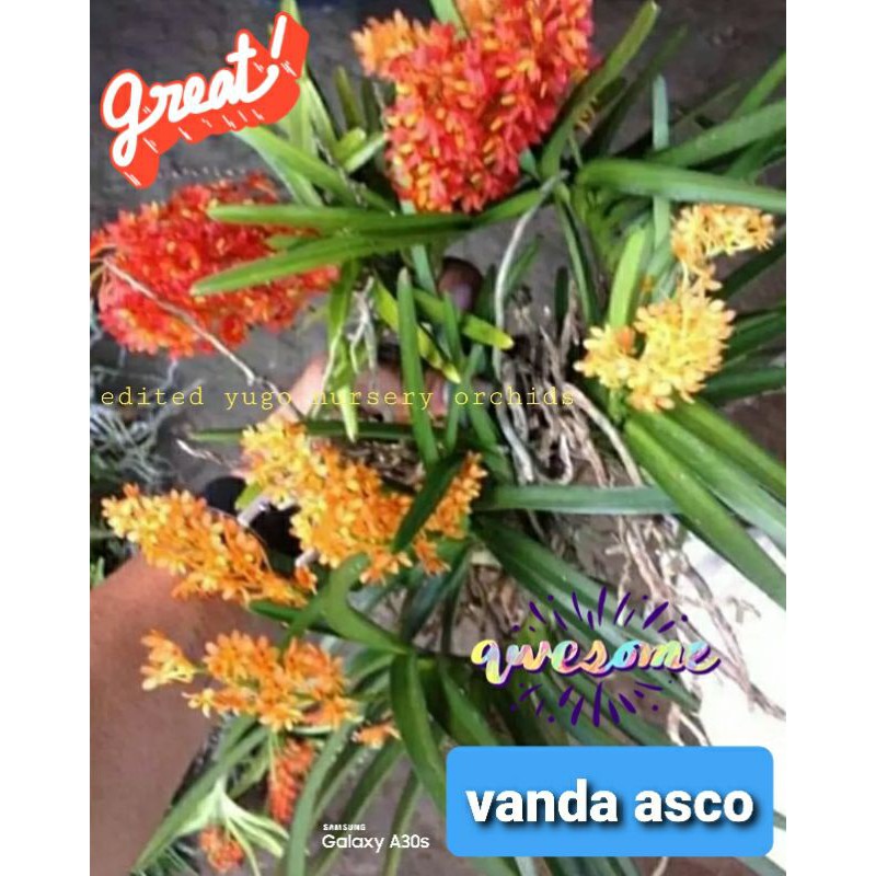 vanda asco vanda ascocentrum miniata vanda spesies asli jawa