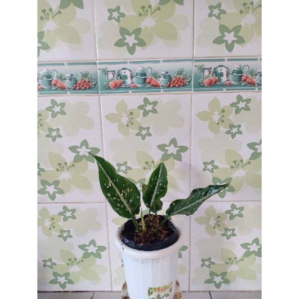 aglonema srikit aglaonema srirezeki srikit
