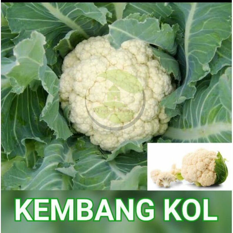 benih bibit sayuran kembang kol